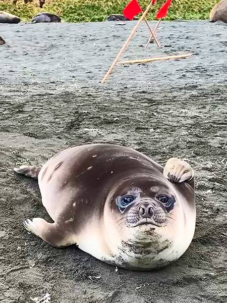 Antarctica_Seal