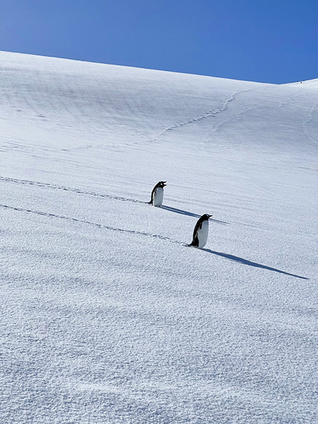  Antarctica_penguin