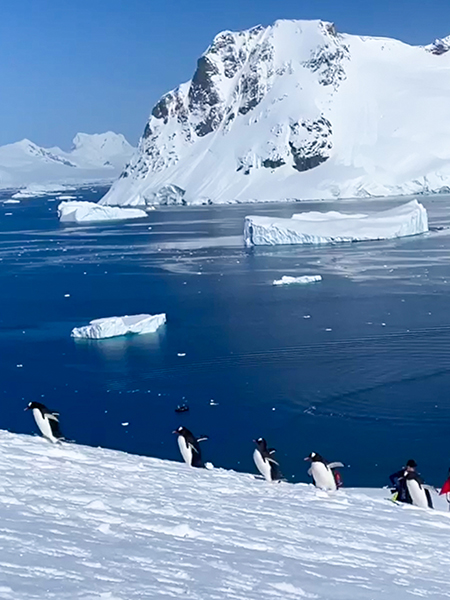 Antarctica_penguin