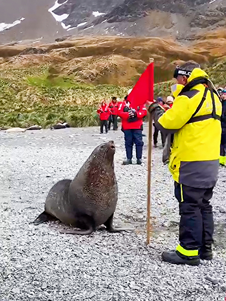 Antarctica_Seal